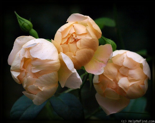 'Comtes de Champagne' rose photo