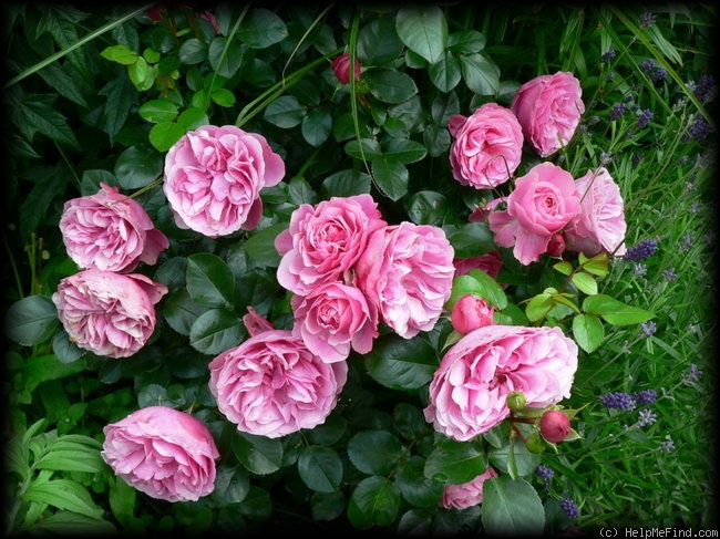 'Leonardo da Vinci ® (Floribunda, Meilland, 1993)' rose photo