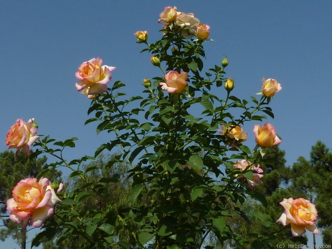 'Jean Piat ®' rose photo