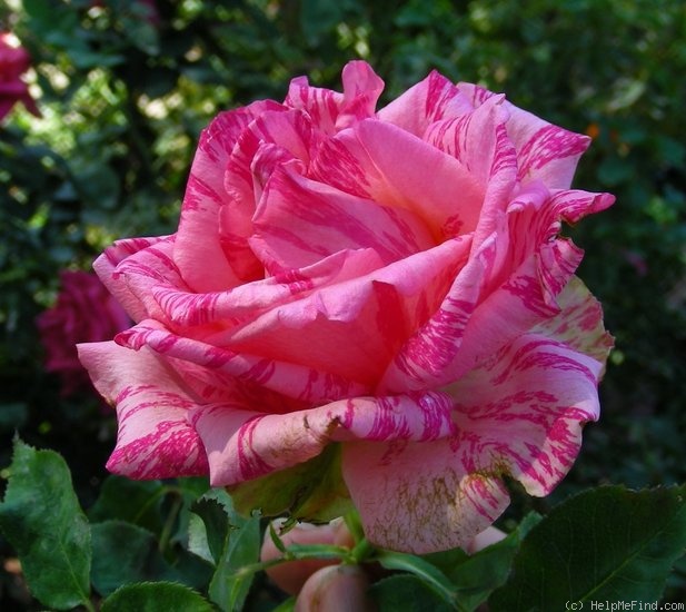 'Pink Intuition' rose photo