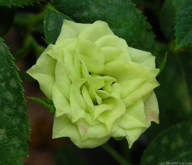 'Green Diamond' rose photo