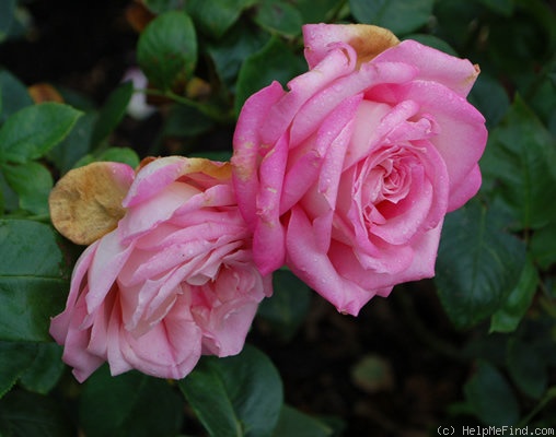 'Silver Lining (hybrid tea, Dickson, 1958)' rose photo