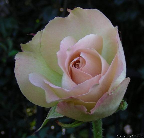 'Mint Julep' rose photo