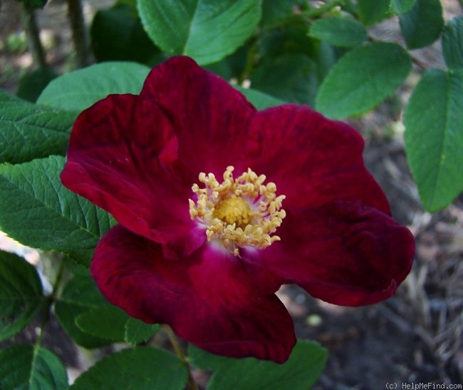 'Rugspin' rose photo