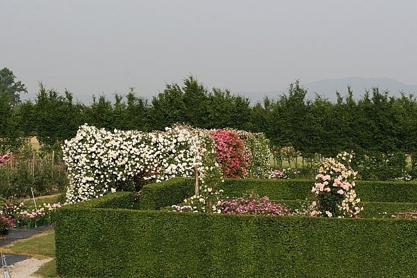 'La Campanella - Archive'  photo