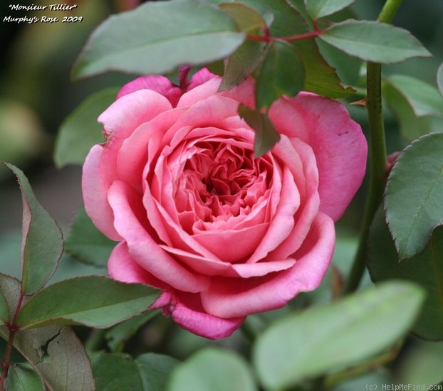 'Monsieur Tillier' rose photo