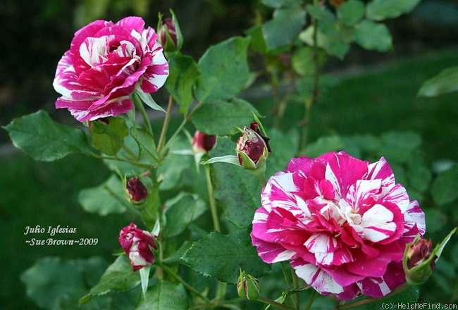'Julio Iglesias (floribunda, Meilland, 2006)' rose photo