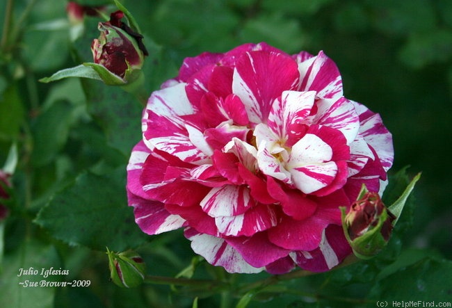 'Julio Iglesias (floribunda, Meilland, 2006)' rose photo