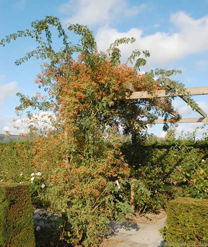 'Wickwar' rose photo