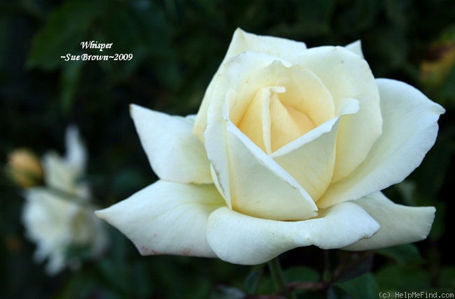 'Whisper ™ (hybrid tea, Dickson 2002)' rose photo