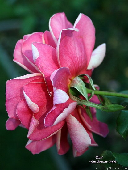 'Duet (hybrid tea, Swim, 1960)' rose photo