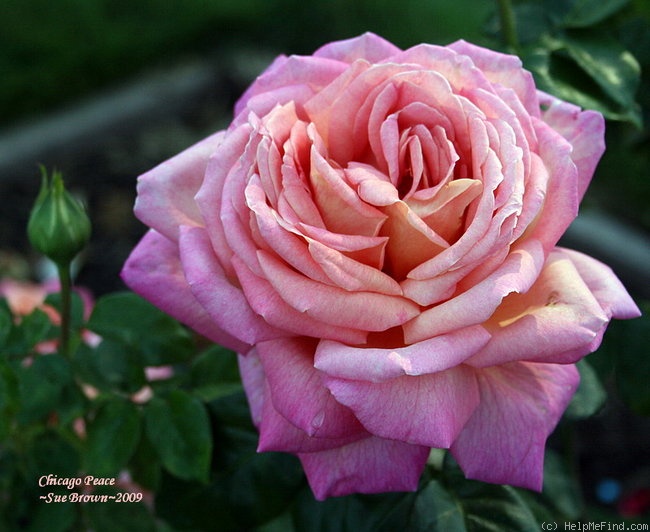 'Chicago Peace' rose photo