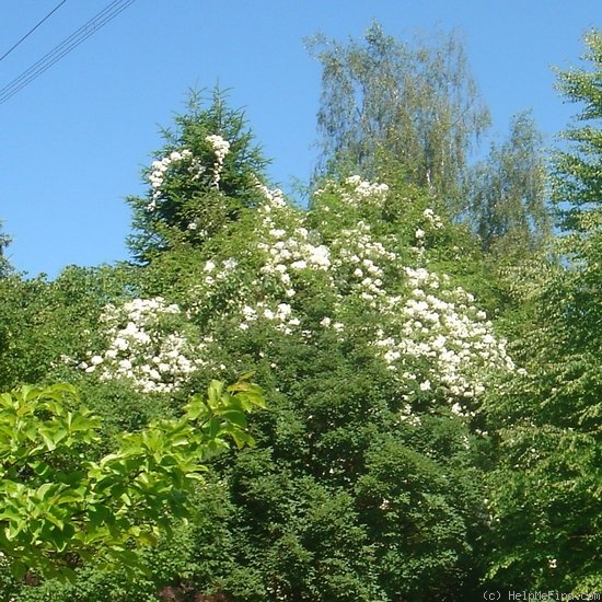 'Seagull' rose photo