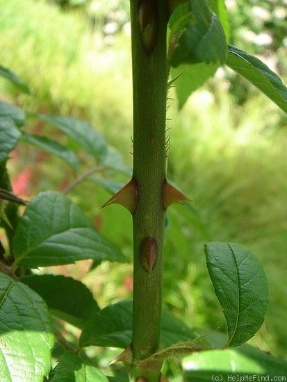 'Seagull' rose photo