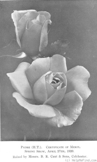 'Padre (Hybrid Tea, Cant, before 1920)' rose photo