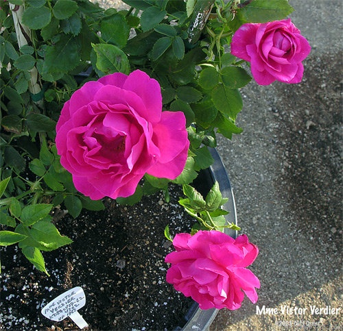 'Madame Victor Verdier' rose photo