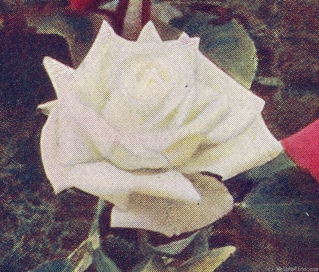 'Muriel Wilson' rose photo