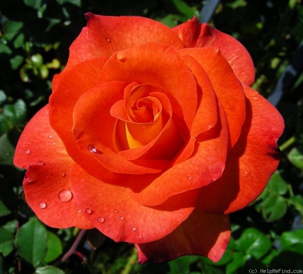 'Mardi Gras ™ (floribunda, Zary 2007)' rose photo
