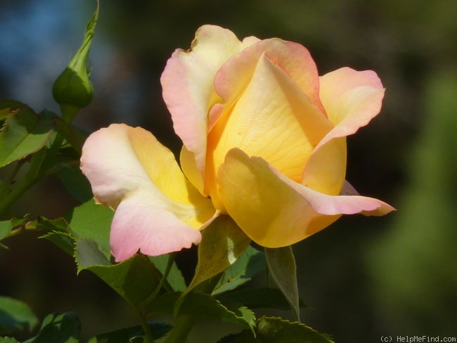 'Jean Piat ®' rose photo