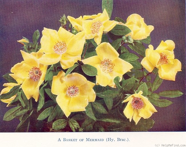 'Mermaid (hybrid bracteata, Paul, 1917)' rose photo