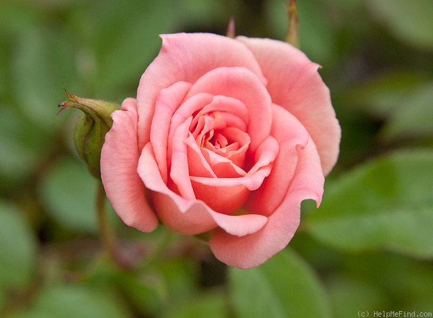 'Baby Darling' rose photo