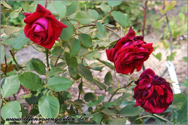 'Velvet Fragrance (Hybrid Tea, Fryer before 1985)' rose photo