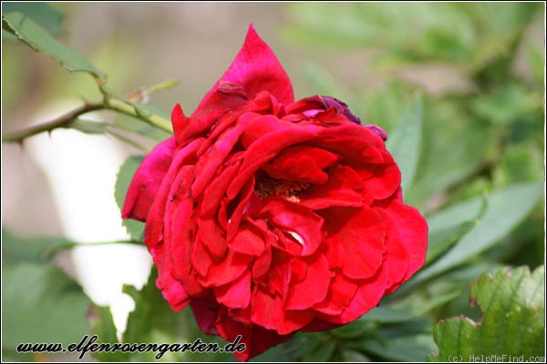 'Velvet Fragrance (Hybrid Tea, Fryer before 1985)' rose photo
