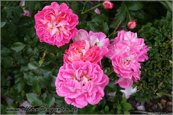 'Charmant ™ (miniature, Kordes 1998)' rose photo