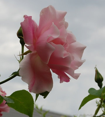 'Madame Grégoire Staechelin' rose photo