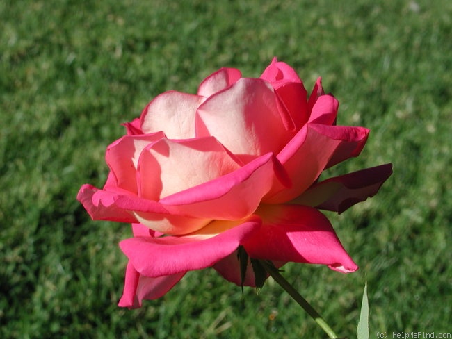 'Trump Card ™' rose photo