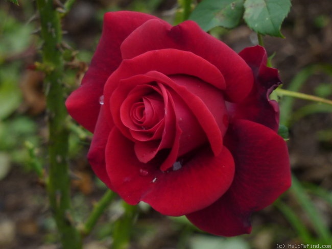 'Claret (hybrid tea, Fryer 2005)' rose photo