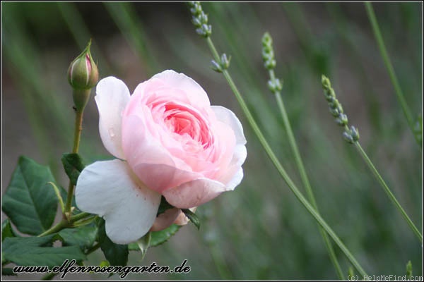 'Heritage ®' rose photo