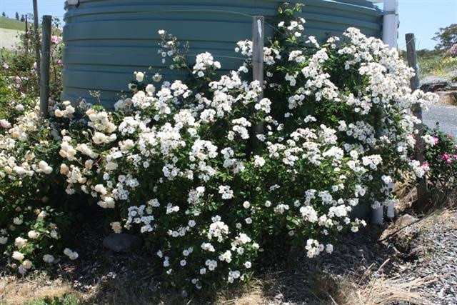 'Trier (Hybrid Multiflora, Lambert, 1904)' rose photo