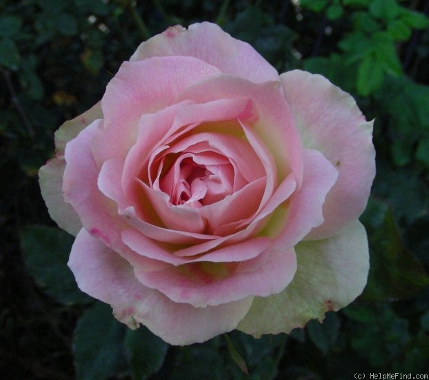 'Mint Julep' rose photo