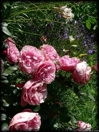 'Leonardo da Vinci ® (Floribunda, Meilland, 1993)' rose photo