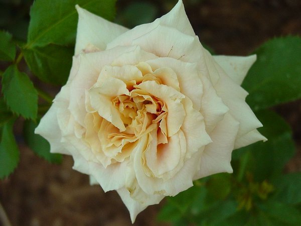 'Prairie Harvest' rose photo