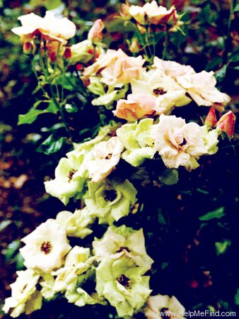 'Greensleeves' rose photo