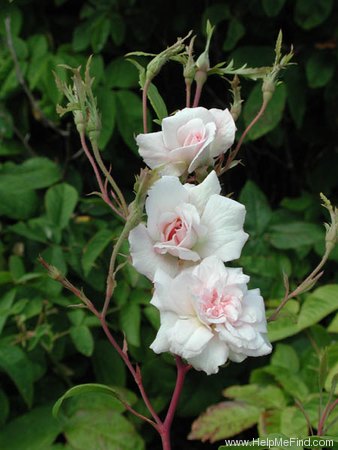 'Spray Cécile Brunner' rose photo