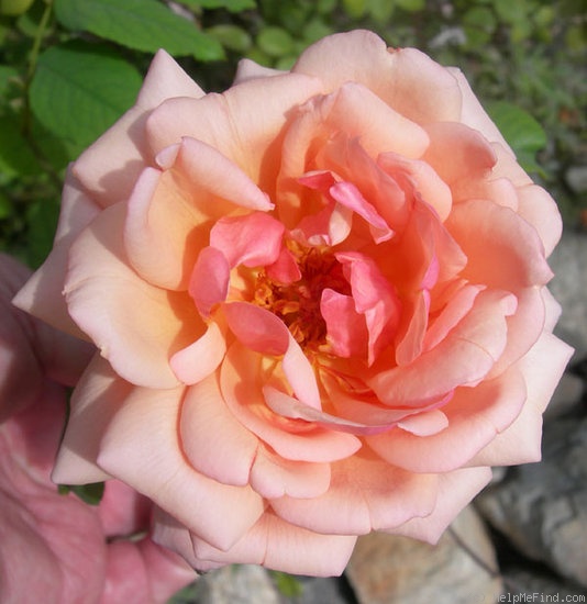 'Gruss an Coburg' rose photo