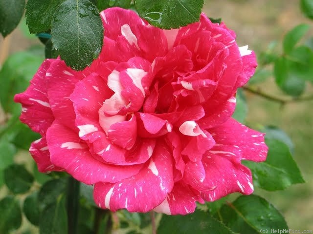 'Careless Love (hybrid tea, Conklin 1955)' rose photo