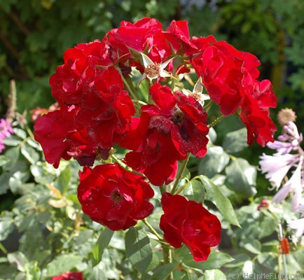 'Schwarzer Samt' rose photo