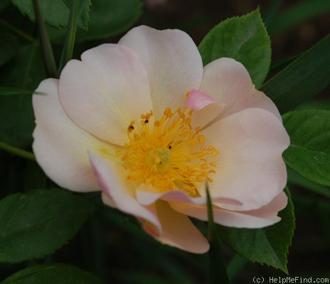 'Sourire d'Orchidée' rose photo