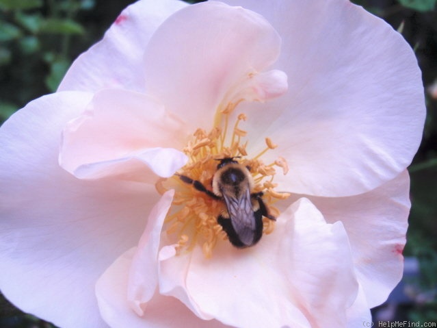 'Cole's Settlement' rose photo