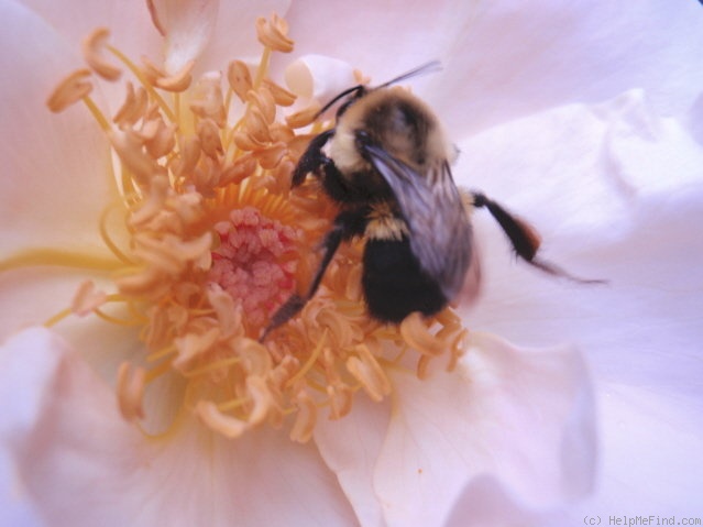 'Cole's Settlement' rose photo
