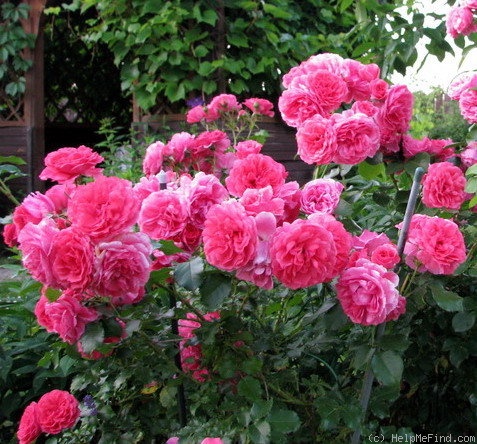 'Rosarium Uetersen' rose photo