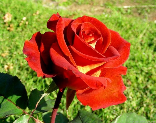 'Estelle ™ (hybrid tea, Olij 1997)' rose photo