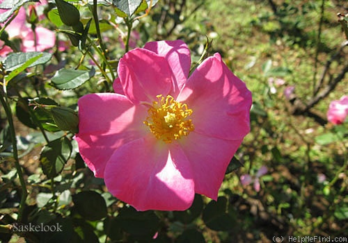 'County Fair' rose photo