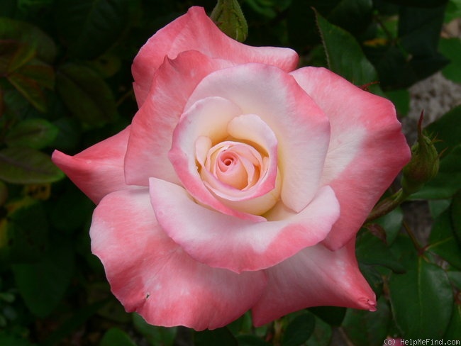 'Gemini (hybrid tea, Zary 1999)' rose photo