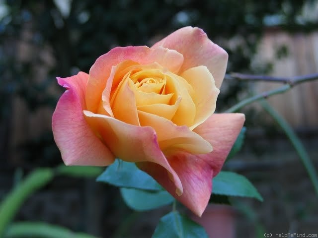 'Sutter's Gold (Hybrid Tea, Swim, 1946)' rose photo