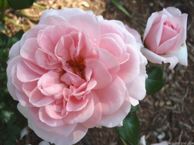 'Home & Garden ® (floribunda, Kordes 2001)' rose photo